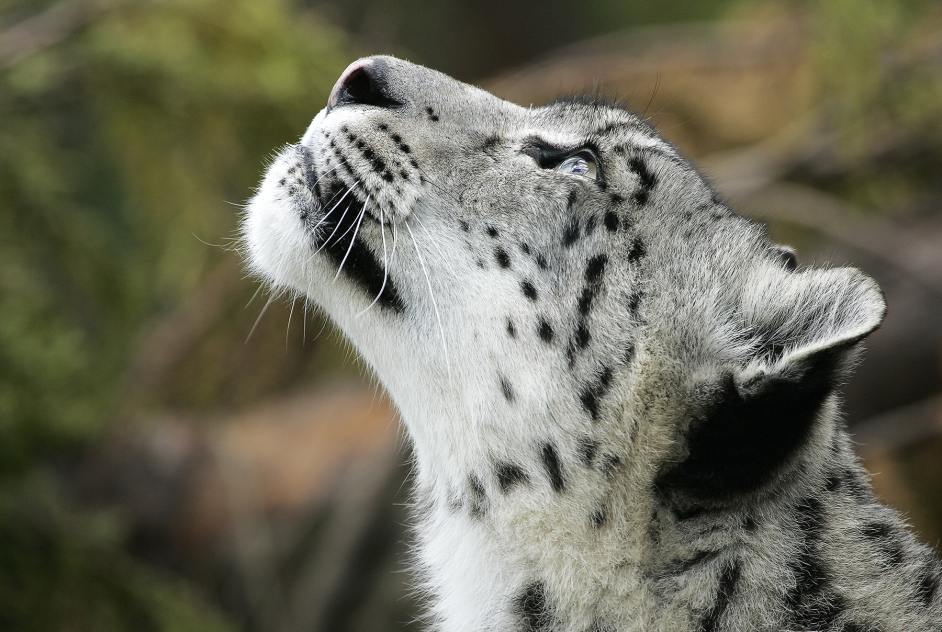Snow Leopard.jpg